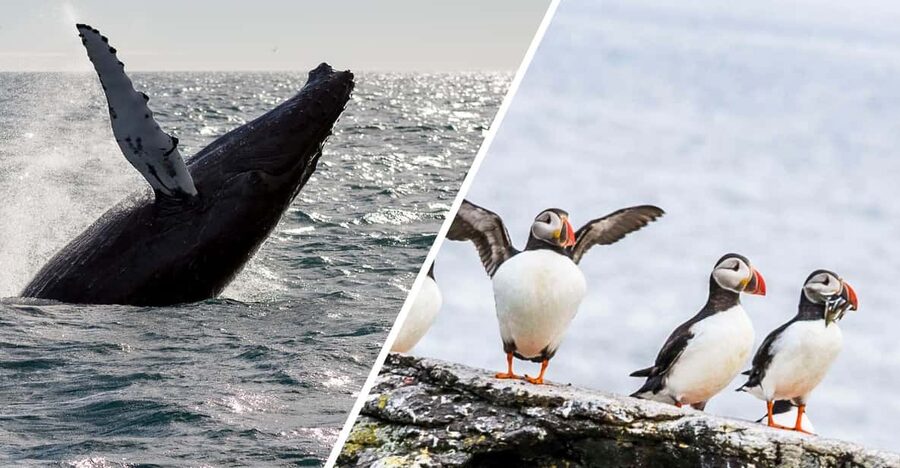 Reykjavik: Whale Watching and Puffin Excursion - Key points at a glance