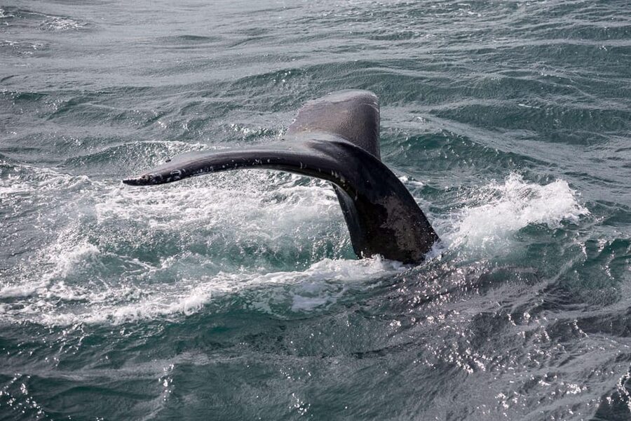 Reykjavik: Whale Watching and Puffin Excursion - Why the whale boat can feel demanding