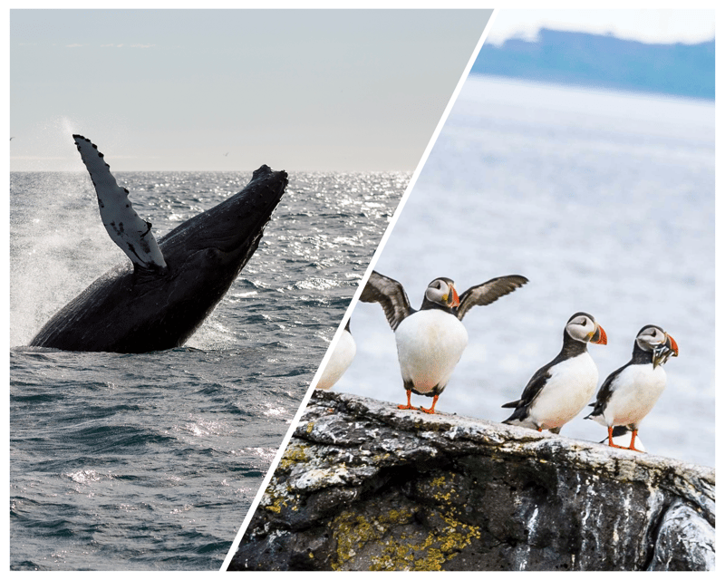 Reykjavik: Whale Watching and Puffin Excursion - The smaller boat and Reykjavik’s puffin islands