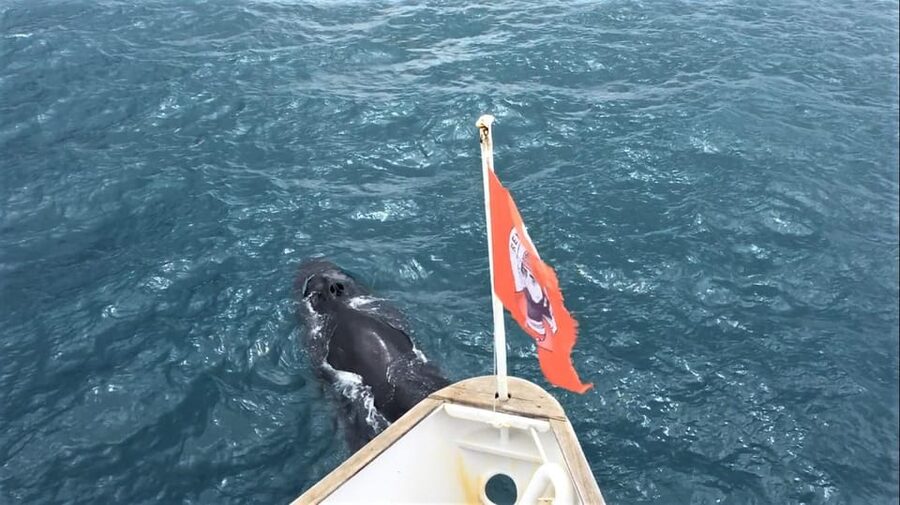 Reykjavik: Whale Watching and Puffin Excursion - What to pack for a better day