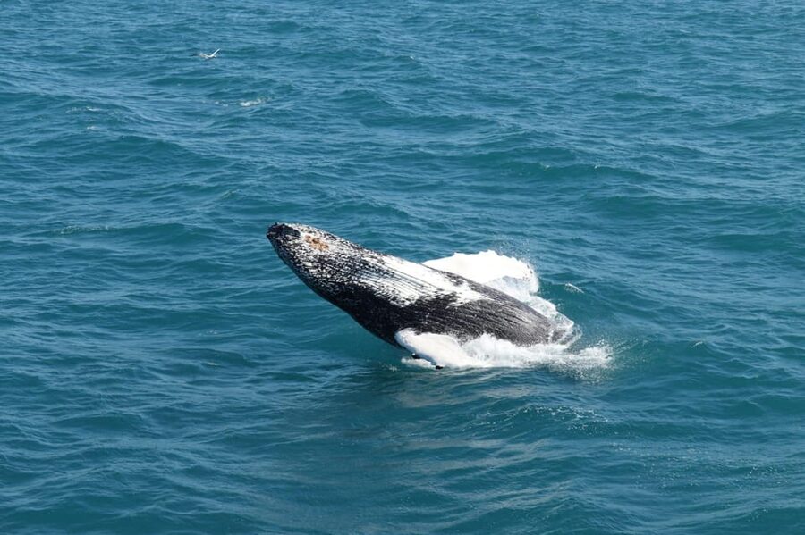 Reykjavik: Whale Watching and Puffin Excursion - Wildlife luck and weather limits
