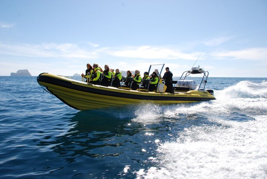 Reykjavik: Whale Watching by RIB Speedboat - Should you book the Reykjavík RIB whale tour?