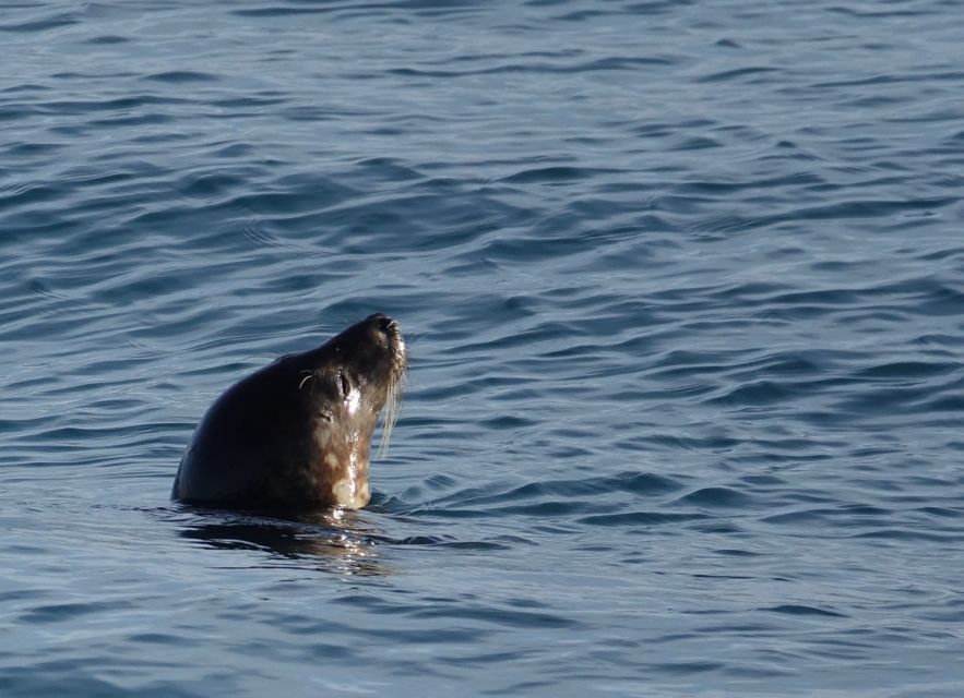 Reykjavik: Whale Watching by RIB Speedboat - Why the 12-seat boat changes the experience