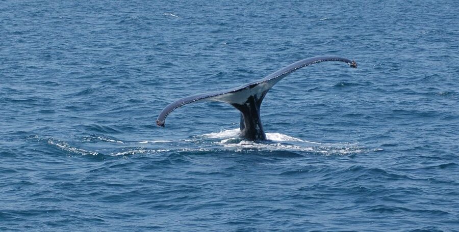 Reykjavik: Whale Watching by RIB Speedboat - Who should book this trip?