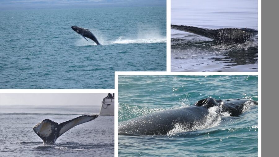 Reykjavík: Whale Watching Cruise and FlyOver Combo Ticket - Key points to know before booking