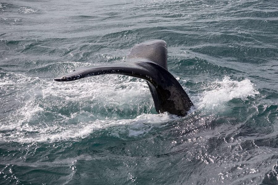 Reykjavík: Whale Watching Cruise and FlyOver Combo Ticket - Two very different ways to see Iceland