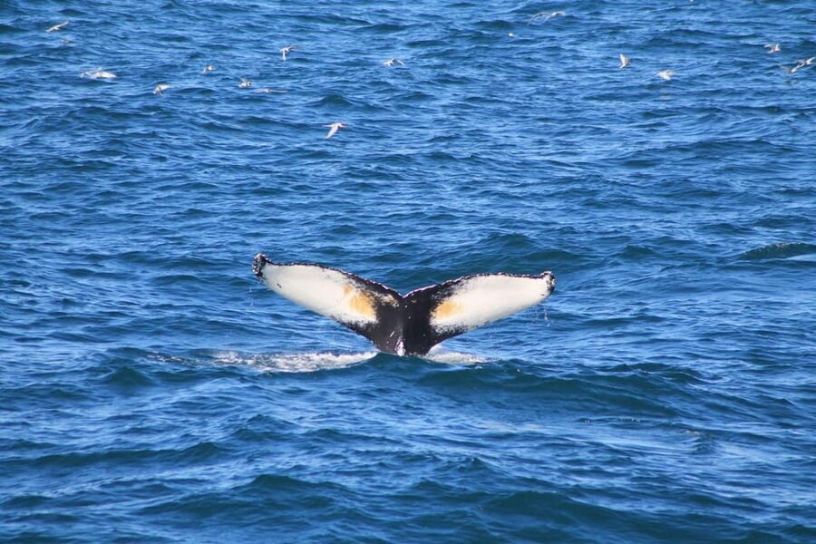 Reykjavík: Whale Watching Cruise and FlyOver Combo Ticket - What happens if the whales stay hidden