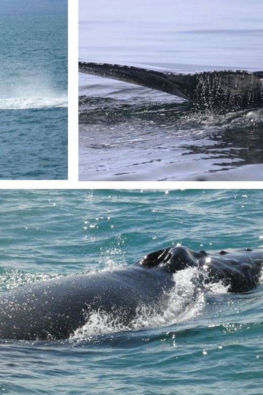Reykjavík: Whale Watching Cruise and FlyOver Combo Ticket - Is $153 a fair price?