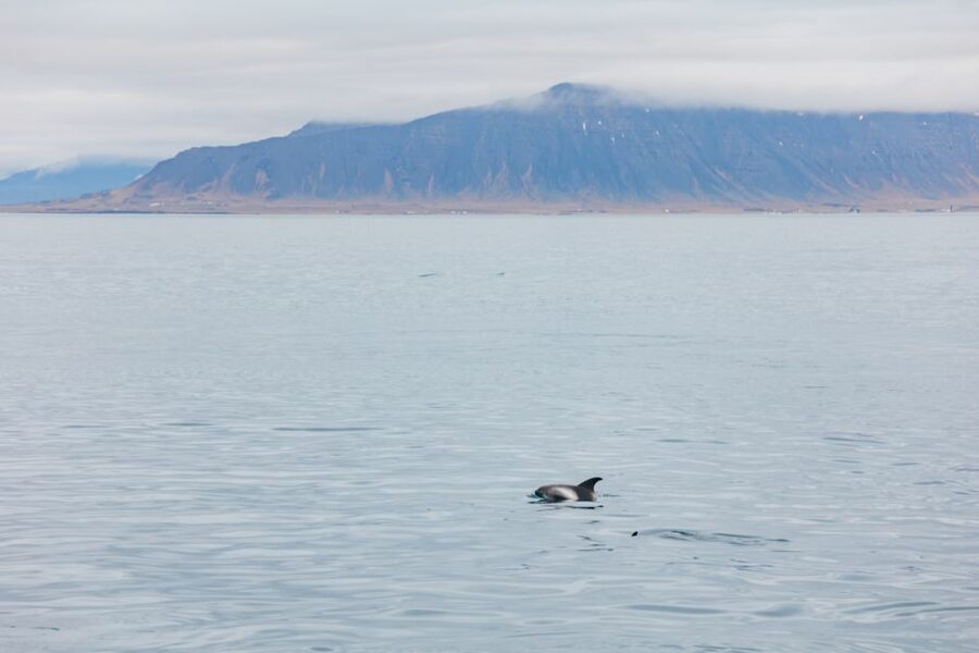 Reykjavík: Whale Watching Cruise on the Amelia Rose Yacht - Sailing out from Reykjavík’s Old Harbor
