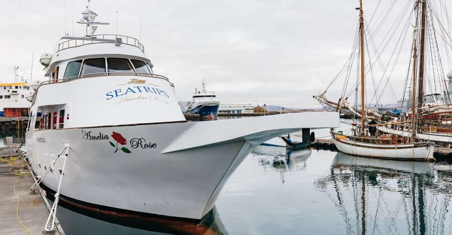 Reykjavík: Whale Watching Cruise on the Amelia Rose Yacht - The wildlife search in Faxaflói Bay
