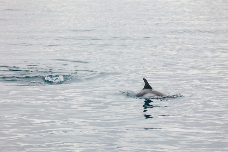 Reykjavík: Whale Watching Cruise on the Amelia Rose Yacht - Guides who help you see more
