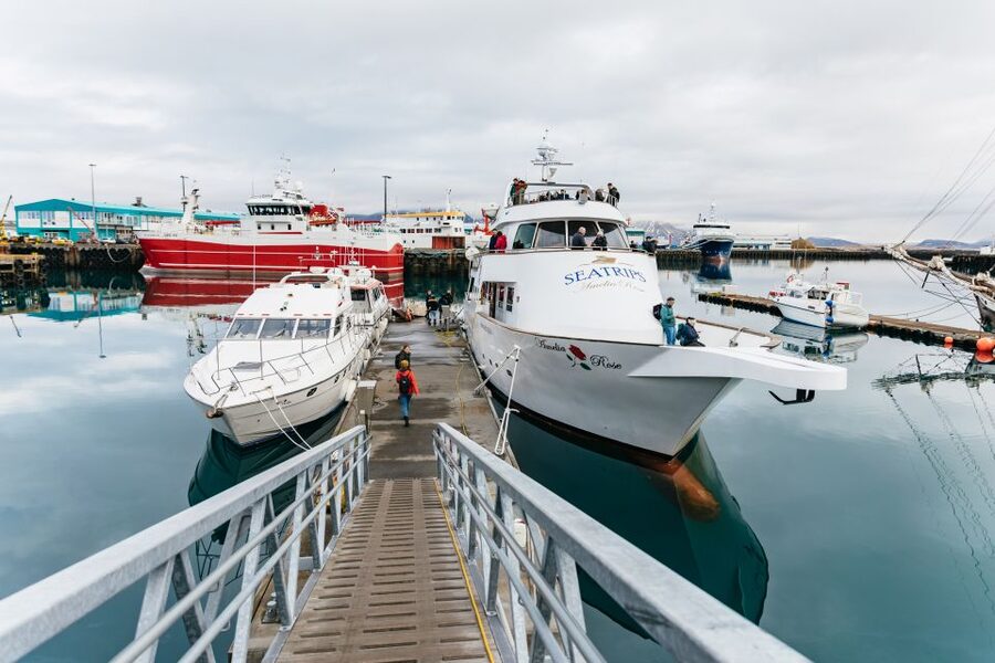 Reykjavík: Whale Watching Cruise on the Amelia Rose Yacht - When to go for the best chance of sightings