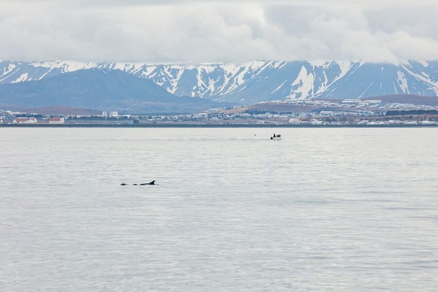Reykjavík: Whale Watching Cruise on the Amelia Rose Yacht - Families, couples, and solo visitors