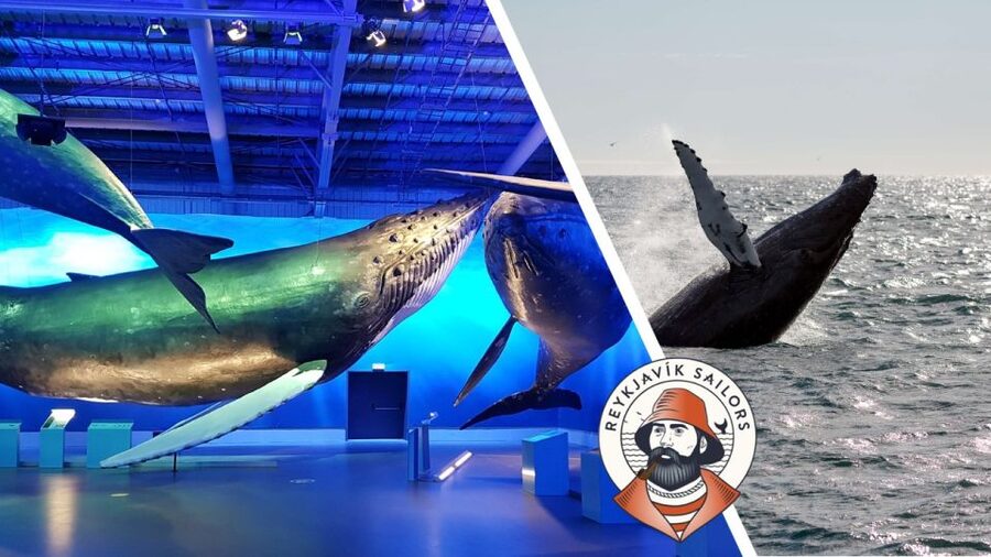 Reykjavik: Whale Watching Excursion & Whale Exhibition - Key points at a glance