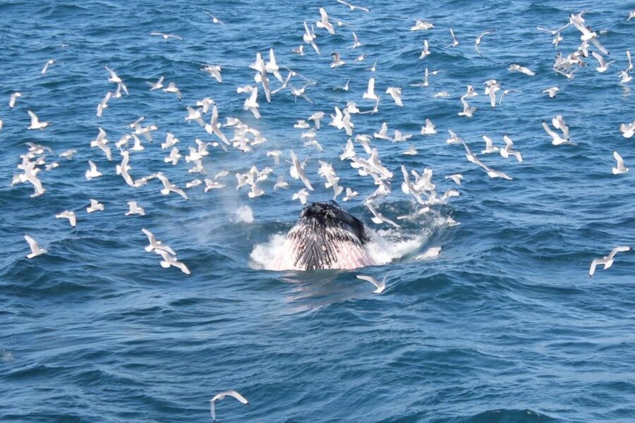 Reykjavik: Whale Watching Excursion & Whale Exhibition - Should you book this whale watch and exhibition?
