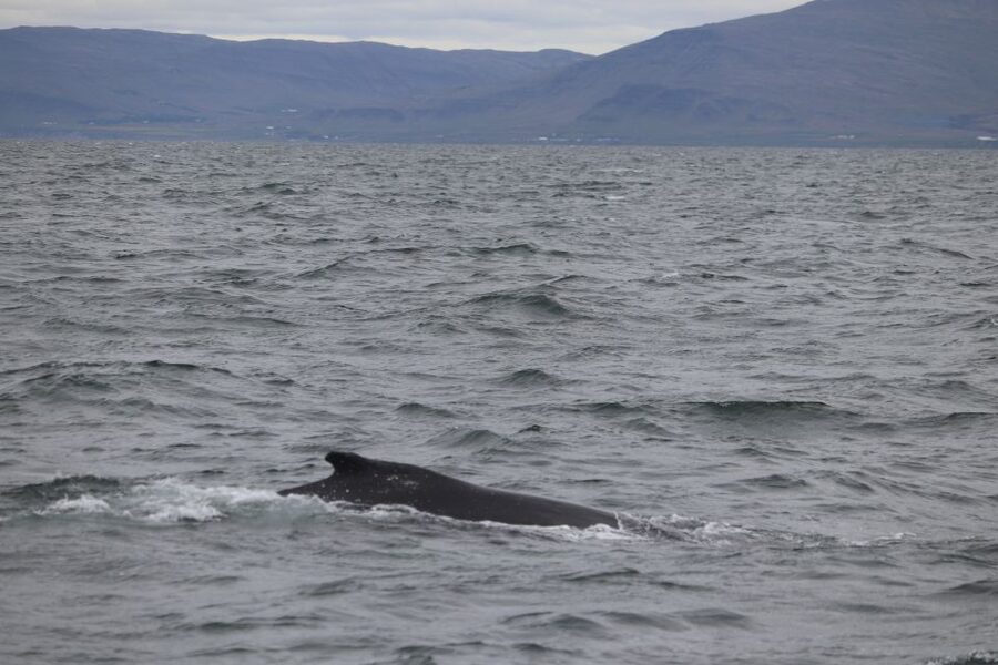 Reykjavik: Whale Watching Excursion & Whale Exhibition - Staying comfortable when the sea turns rough