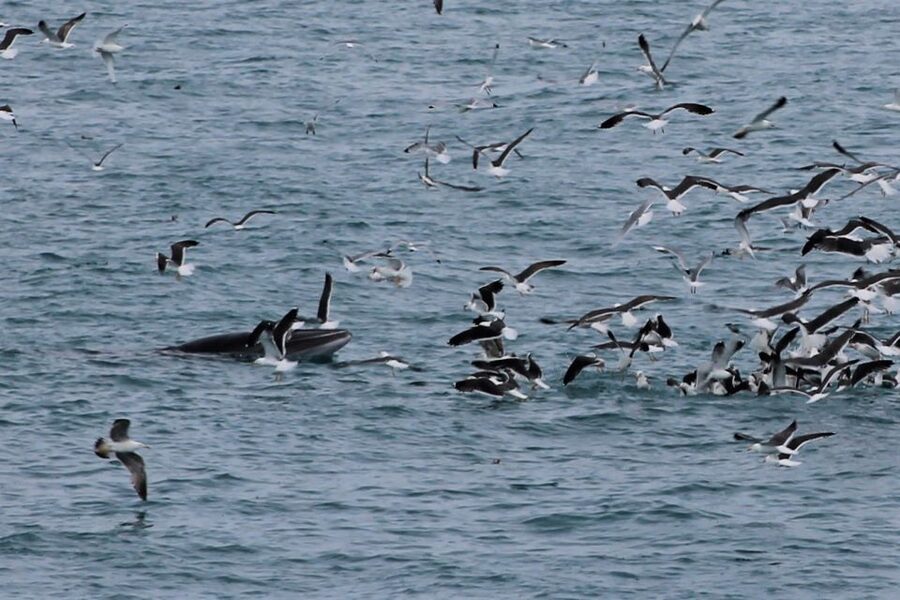 Reykjavik: Whale Watching Excursion & Whale Exhibition - A useful promise when whales stay hidden