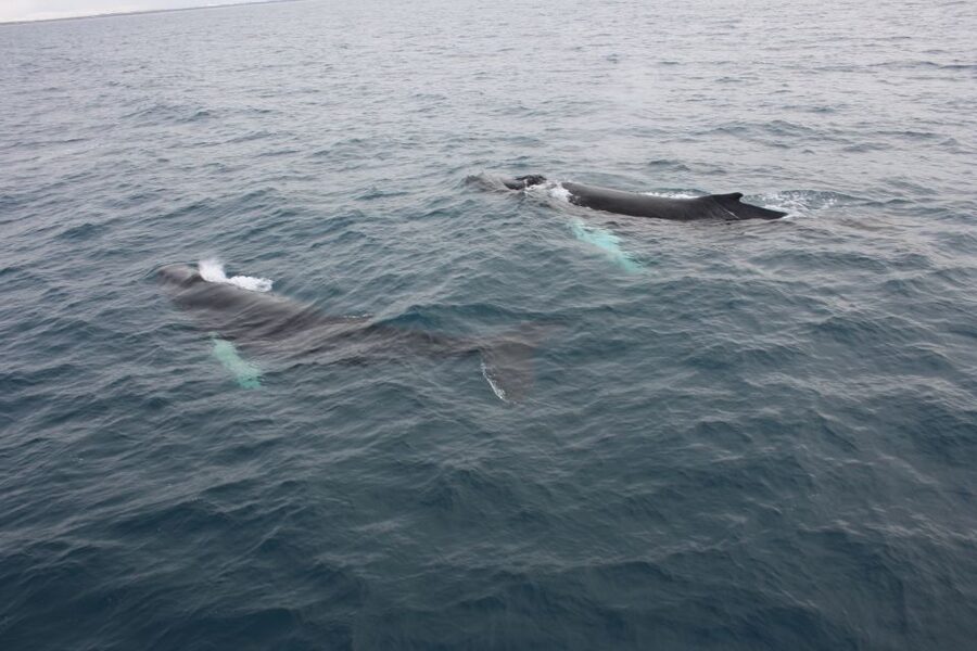 Reykjavik: Whale Watching Excursion & Whale Exhibition - Meeting the whales at Whales of Iceland