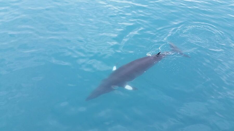 Reykjavik: Whale Watching Excursion & Whale Exhibition - Who should book this Reykjavik experience?