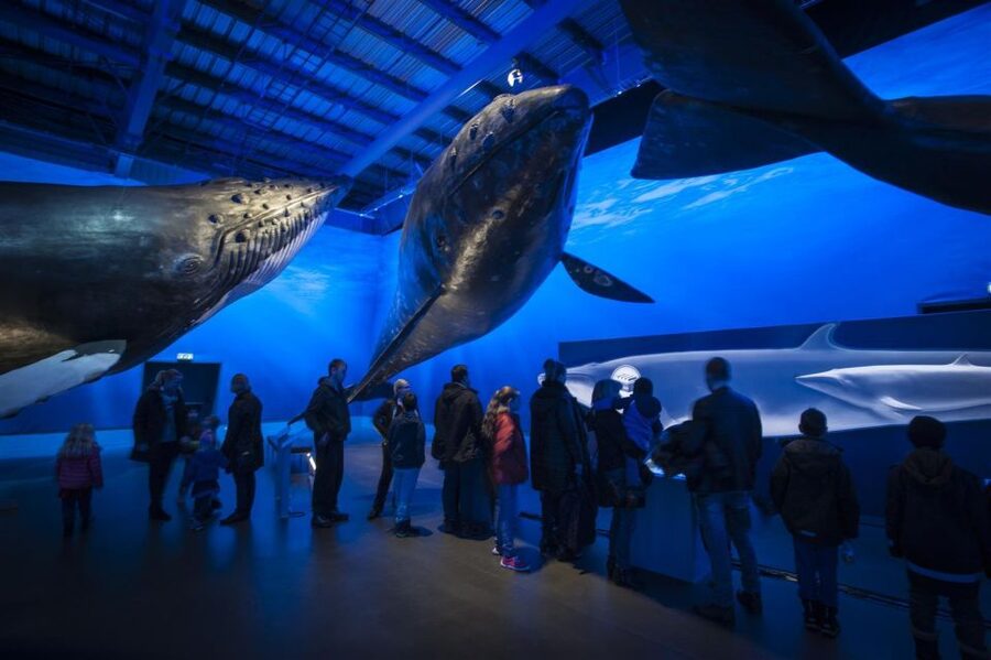 Reykjavik: Whale Watching Excursion & Whale Exhibition - Booking details worth knowing before you go