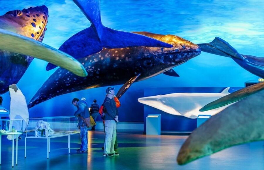 Reykjavik: Whale Watching Excursion & Whale Exhibition - What three hours on Faxaflói really means