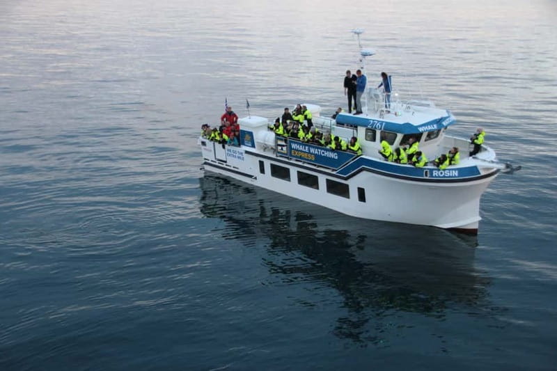 Reykjavik: Whale Watching Express - Key points to know before you go
