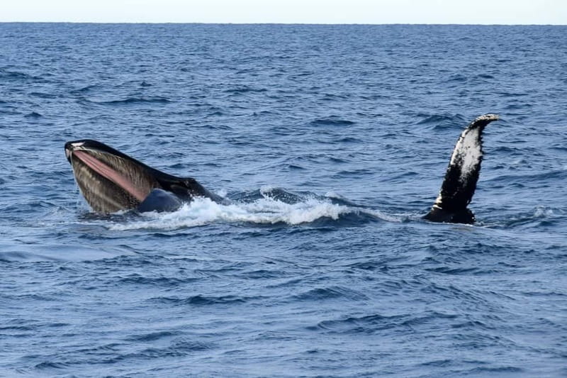 Reykjavik: Whale Watching Express - Why the express boat makes sense in Reykjavik