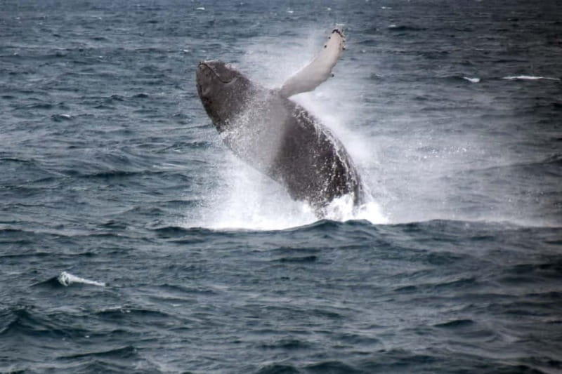 Reykjavik: Whale Watching Express - The first 20 to 30 minutes on the water
