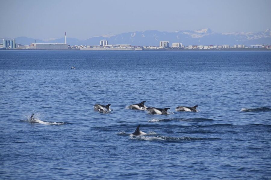 Reykjavik: Whale Watching Express - What happens if the sea stays empty