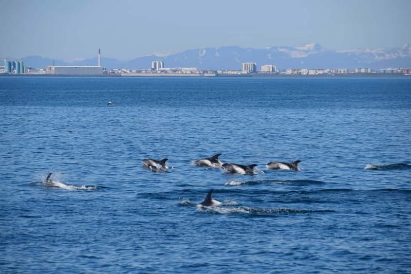 Reykjavik: Whale Watching Express - Food, drinks, and onboard extras