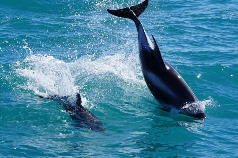 Reykjavik: Whale Watching Express - Who will enjoy this two-hour outing