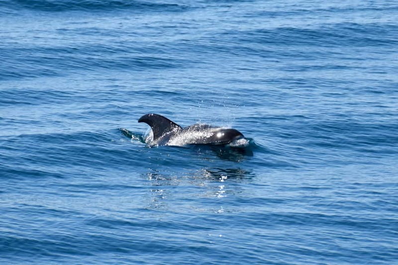 Reykjavik: Whale Watching Express - Booking details that matter