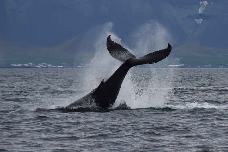 Reykjavik: Whale Watching Express - From Old Harbor to open water