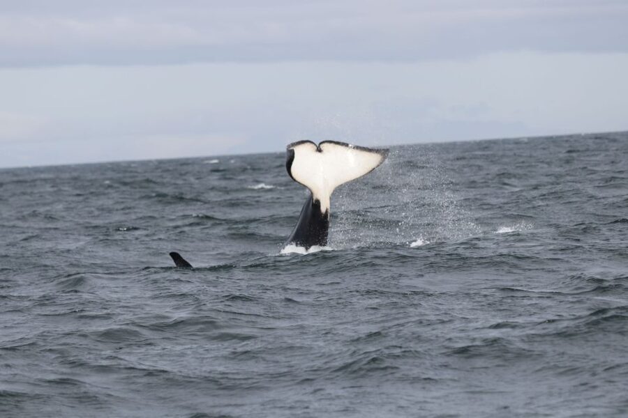 Reykjavik: Whale Watching in Faxaflói Bay & Live Lava Show - Two Iceland Stories in One Booking