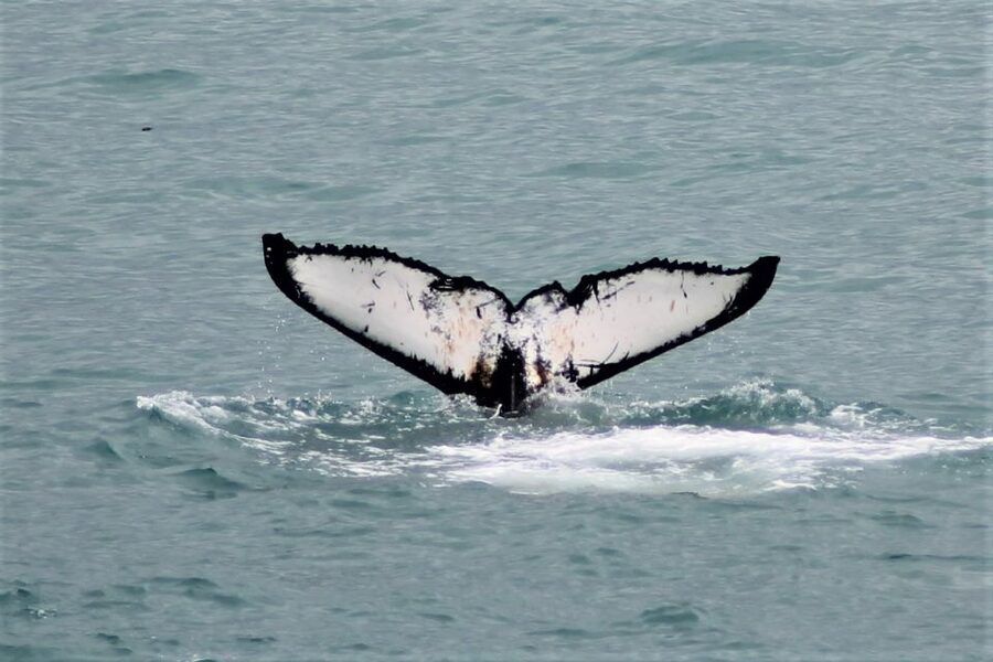 Reykjavik: Whale Watching in Faxaflói Bay & Live Lava Show - What You See Around Faxaflói Bay