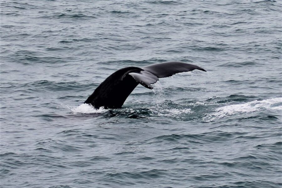Reykjavik: Whale Watching in Faxaflói Bay & Live Lava Show - Staying Warm on the Whale Boat