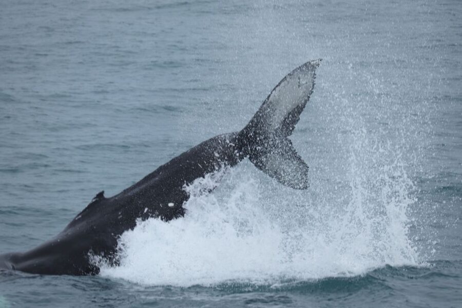 Reykjavik: Whale Watching in Faxaflói Bay & Live Lava Show - The One-Hour Gap You Need to Plan