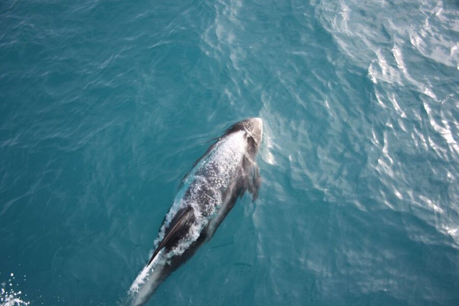 Reykjavik: Whale Watching in Faxaflói Bay & Live Lava Show - Sailing Out from Geirsgata 11