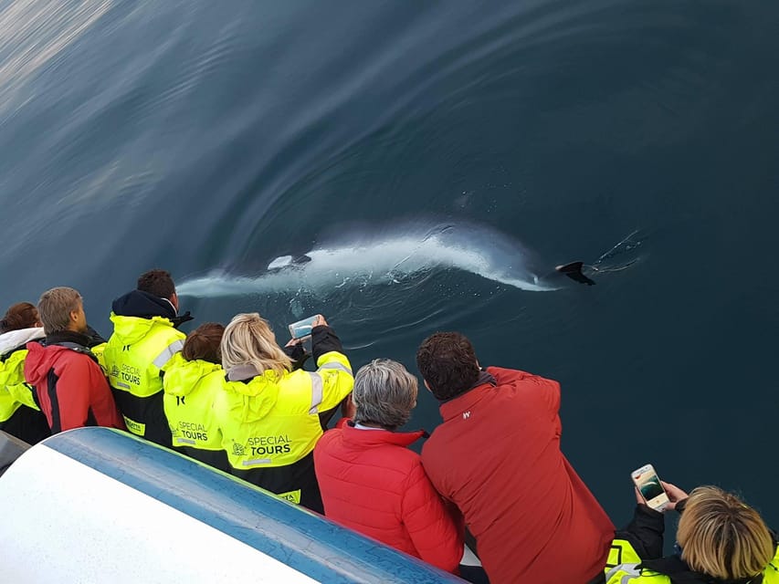 Reykjavik: Whale Watching & Lava Show - Looking for whales in Faxaflói Bay