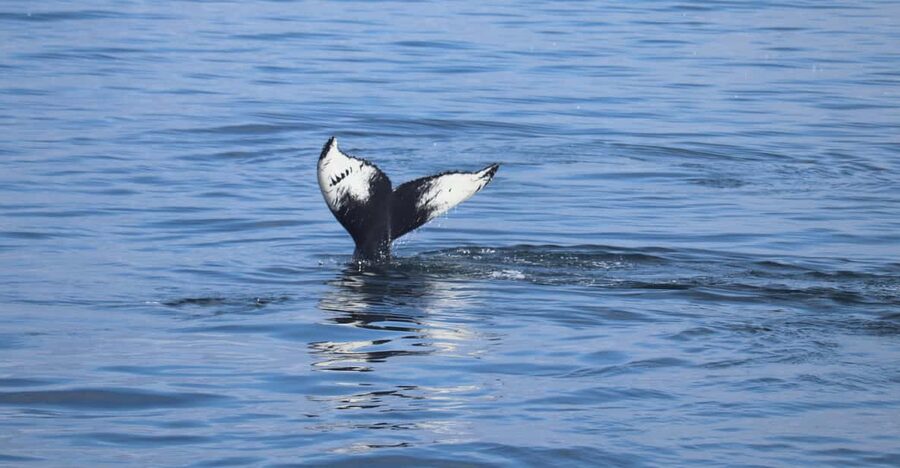 Reykjavik: Whale Watching Morning Expedition - Key points to know before you book