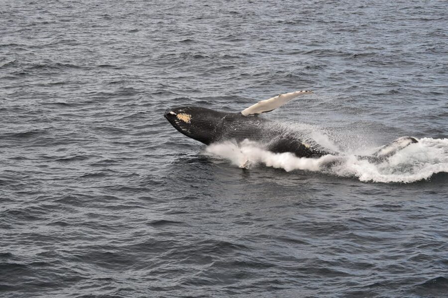 Reykjavik: Whale Watching Morning Expedition - Should you book this whale-watching tour?