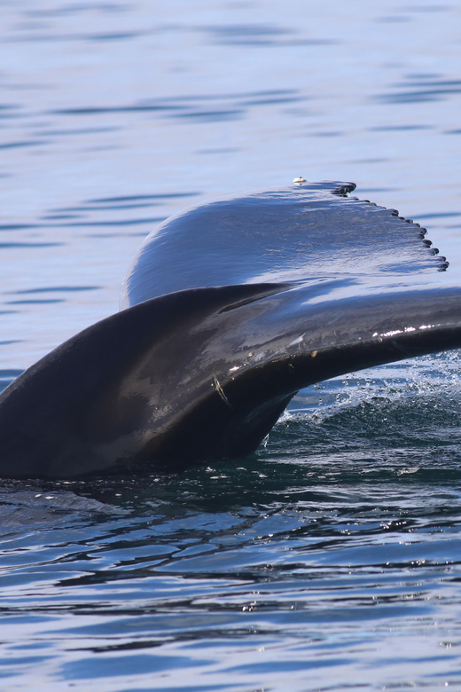 Reykjavik: Whale Watching Morning Expedition - Leaving Reykjavik’s Old Harbour at 9:00 AM