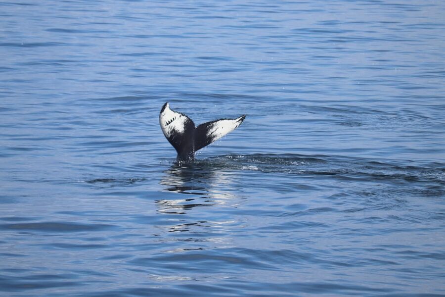 Reykjavik: Whale Watching Morning Expedition - Understanding the 2.5-hour wildlife search