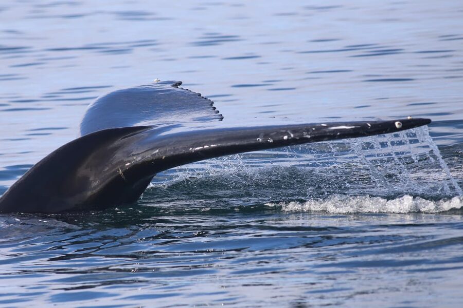Reykjavik: Whale Watching Morning Expedition - Warm overalls, cabin space, and sea comfort
