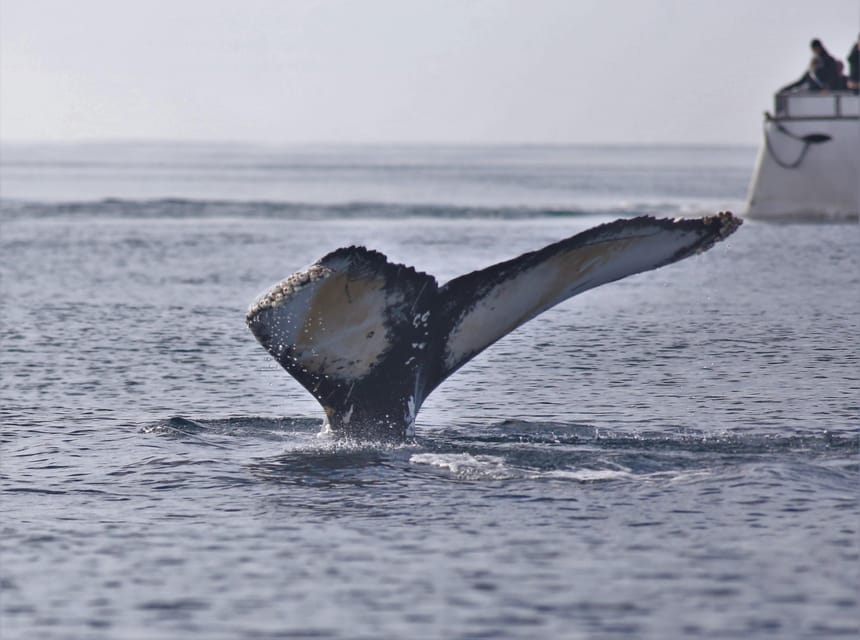 Reykjavik: Whale Watching Morning Expedition - How to make the most of the viewing time