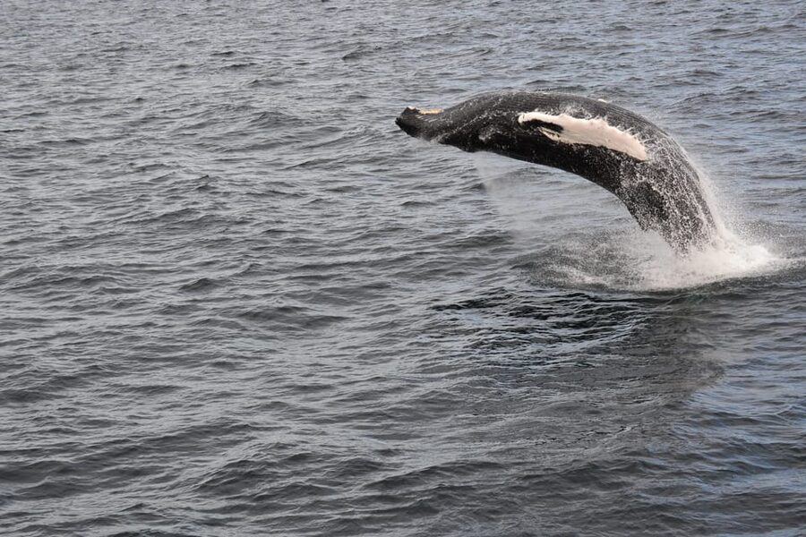 Reykjavik: Whale Watching Morning Expedition - Is the $103 price good value?