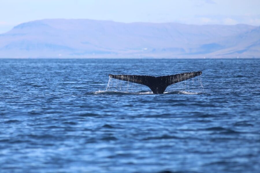 Reykjavik: Whale Watching Morning Expedition - Who will enjoy this Reykjavik morning trip?