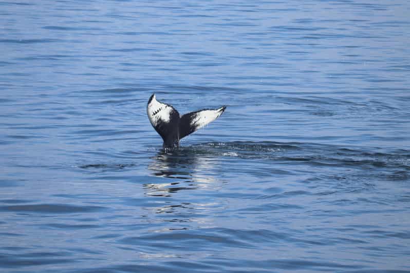 Reykjavik: Whale Watching Morning Expedition - What Faxaflói Bay adds to the trip