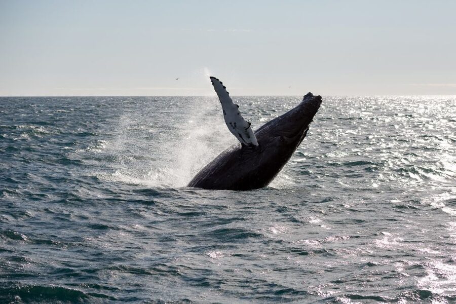 Reykjavik: Whale Watching & Northern Lights Combo Cruise - Staying comfortable on the whale boat