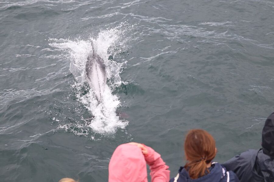 Reykjavik: Whale Watching & Northern Lights Combo Cruise - The gap between the two cruises